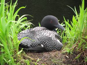Loon on her nest
